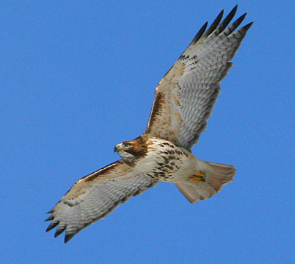 red_tailed_hawk_2
