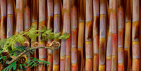 sugarcane cane fern6 long b
