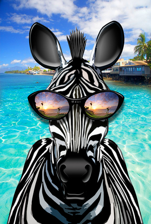 Zebra Roark3 Maui sunset glasses copy copy