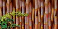 sugar cane fern6 long a