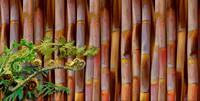 sugarcane cane fern6 long c