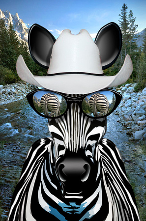 Zebra Montana Zebraboy stet