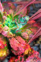 Untitled_HDR2 p