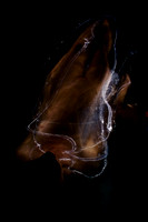 IMG_5140.CR2