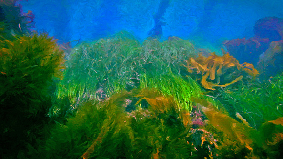 frame 13 kelp Liquescent start