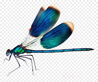 kissclipart-membrane-winged-insect-clipart-audioquest-dragonfl-15497ea7b56911f7