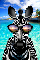 Zebra Roark3 Maui sunset glasses copy copy