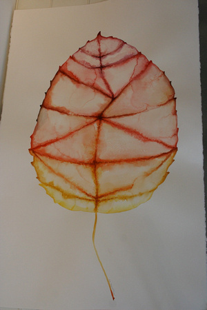 Aspen Leaf, 26" x 40.5" watercolor on paper
