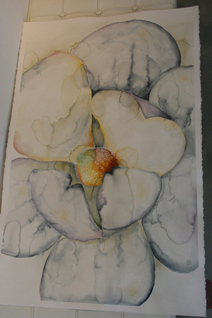 Marigold, 26" x 40.5" watercolor on paper