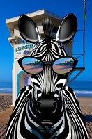 Zebra Laguna Beach NEW LIFEGUARD